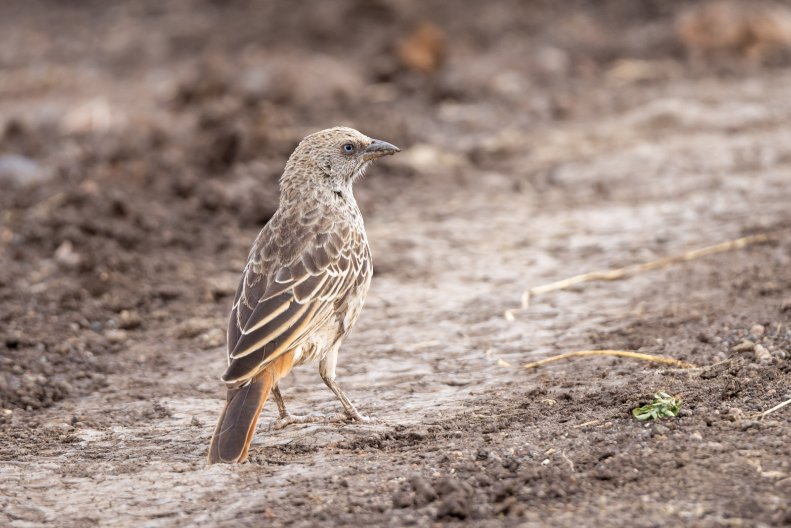 image Rufous-tailed Weaver